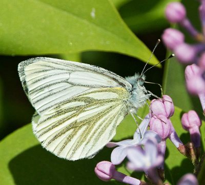 Rapsfjäril, (Pieris napi)