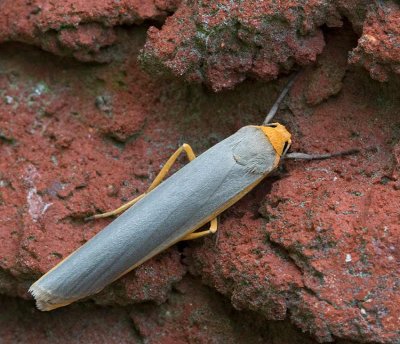 Mörkgrå lavspinnare, (Eilema complanum)