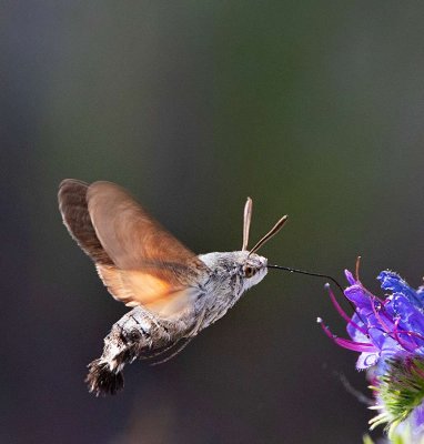 Större Dagsvärmare,(Macroglossum stellatarum)