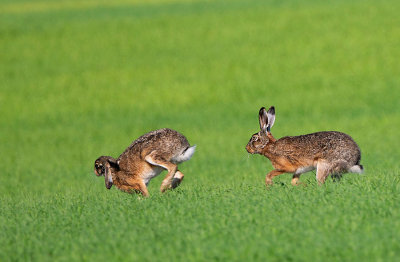 Brown Hares, male following female