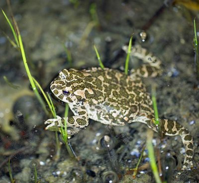 Green toad, Grnflckig padda, hona