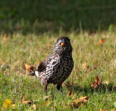 Spotted Nutcracker, with hazelnut