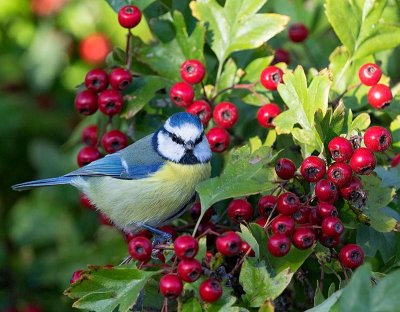Blue Tit, looking for hawthorn berries