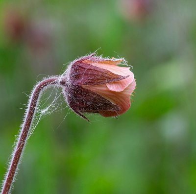 Humleblomster, (Geum rivale)