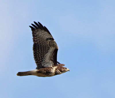 Common Buzzard, juvenile