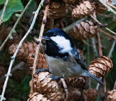 Coal Tit, with seeds from larch tree