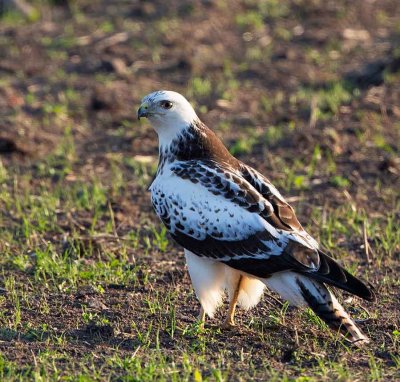 Common Buzzard, juv. pale morf, (Börringevråk)