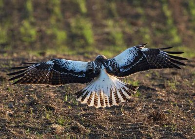 Common Buzzard, juv. pale morf, (Börringevråk)