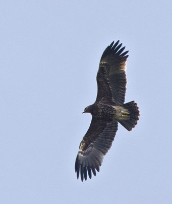 Greater Spotted Eagle, 2 cy