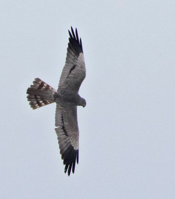 Montagu's Harrier, adult male