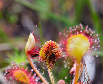 Rundsileshr, (Drosera rotundifolia). Med fngad insekt