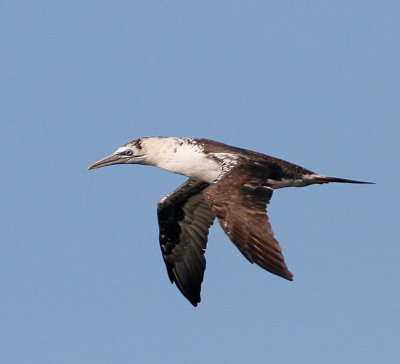 Northern Gannet, 2nd year