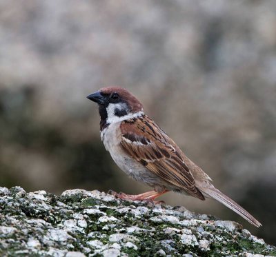 Birds