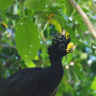 Great Curassow, male