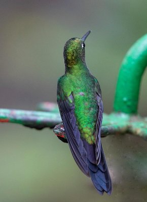 Green-crowned Brilliant, male