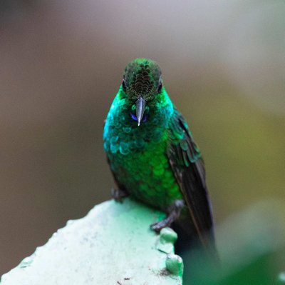 Green-crowned Brilliant, male