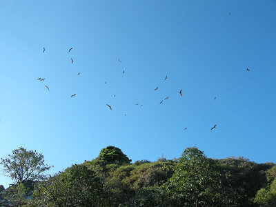 Magnificent Frigatebirds, over breeding island