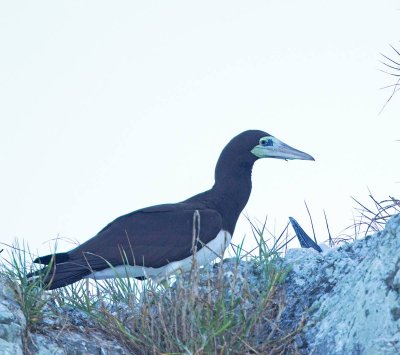 Brown Booby, at nest