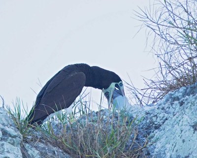 Brown Booby, adult feeding young