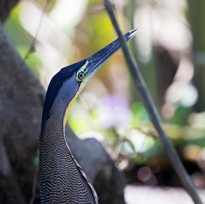 Bare-throated Tiger-Heron, adult