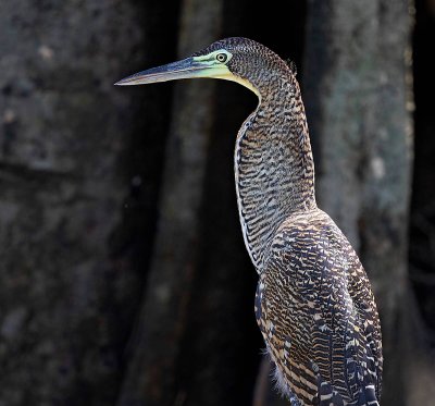 Bare-throated Tiger-Heron, juvenile