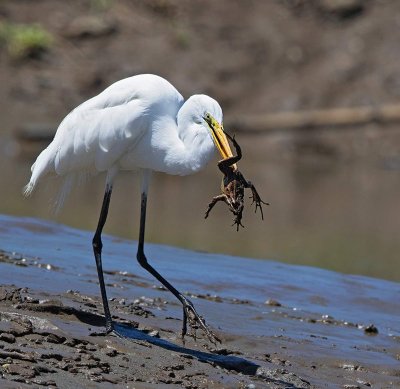 Great Egret, with big frog