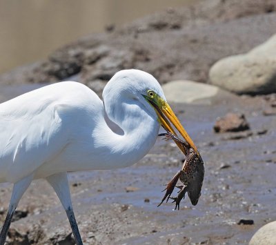 Great Egret, with big frog
