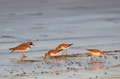 Semipalmated Sandpiper and Least Sandpipers, in warm evening light