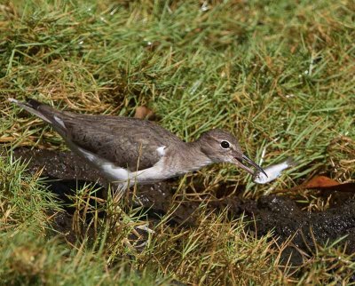 Spotted Sandpiper, with small fish