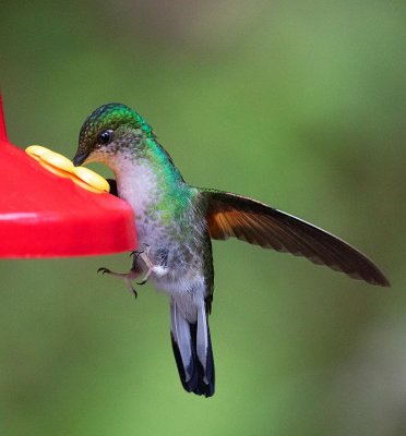 Stripe-tailed Hummingbird, female