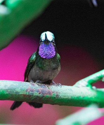 Purple-throuted Mountain-gem, male