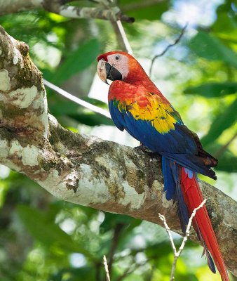 Scarlet Macaw