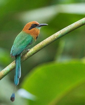 Broad-billed Motmot