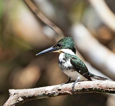 Green Kingfisher, female