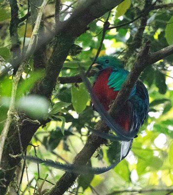 Resplendent Quetzal, male, (sorry for bad picture)