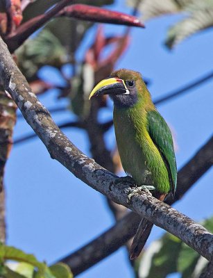 Northern Emerald-Toucanet, (Blue-throated)