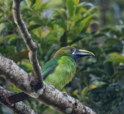 Northern Emerald-Toucanet, (Blue-throated)