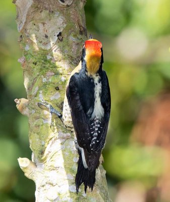 Golden-naped Woodpecker, male
