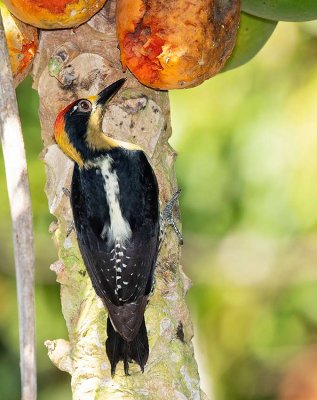 Golden-naped Woodpecker, male, eating papaya fruit