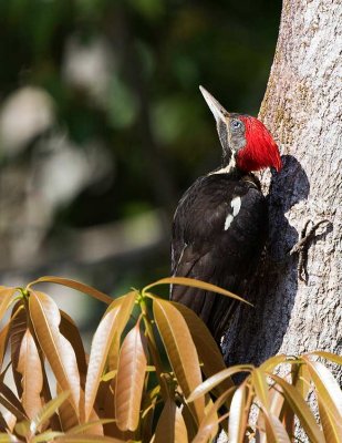Lineated Woodpecker, female