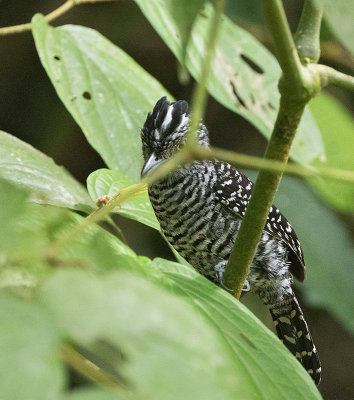 Barred Antshrike, male