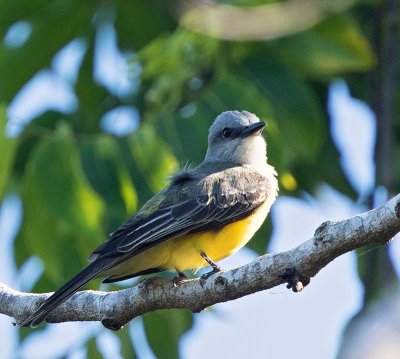 Tropical Kingbird