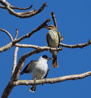 Black-crowned Tityra, male, together with Streaked Flycatcher