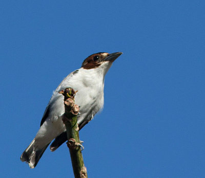 Black-crowned Tityra, female