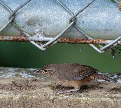 House Wren, with a spider