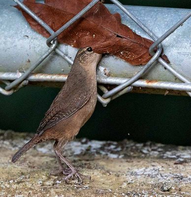 House Wren, looking for food