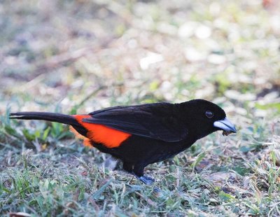 Scarlet-rumped Tanager (Cherrie's), male