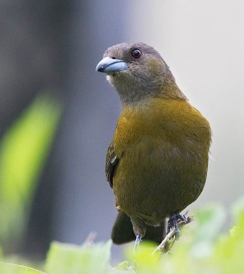 Scarlet-rumped Tanager (Passerini's), female