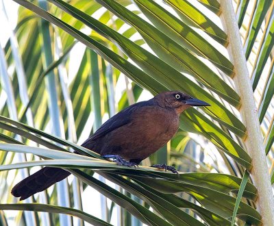 Great-tailed Grackle, female