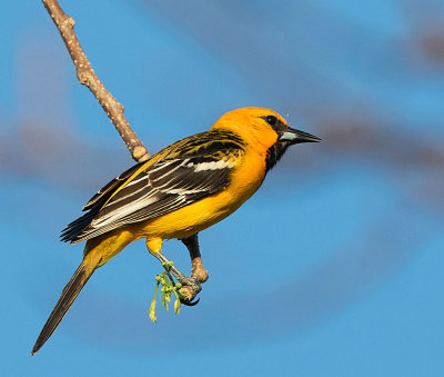 Streak-backed Oriole, female